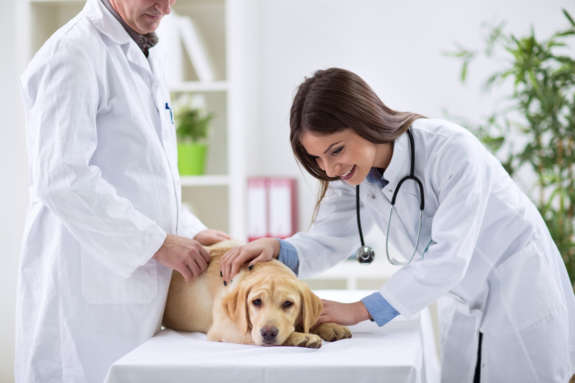 Veterinary Laser Surgery in West Palm Beach, FL | South Dixie Animal  Hospital